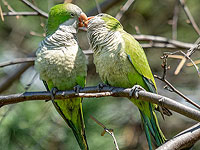 Ученые выяснили, что попугаи медленно заводят новые знакомства, чтобы избежать агрессии