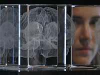 Наш мозг состоит из пяти "эпох". Взрослый режим начинается только в начале 30-х годов