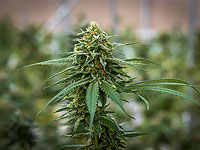 Житель Бней-Брака и его сообщники обвиняются в хищении полутонны "медицинского" каннабиса