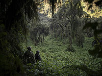 Леса Африки перешли от поглощения к выделению углерода, исследование