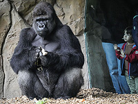 Наш мозг распознает голоса наших сородичей-приматов