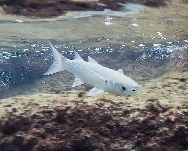 Серая кефаль ("бури", Mugil)
