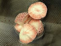 Минздрав Израиля объявил об отзыве замороженной клубники для сети "Рами Леви"