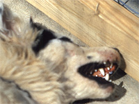 Возле базы "Махане Хорон" в Самарии найден больной бешенством щенок