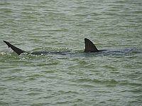 Серо-голубая акула (Carcharhinus plumbeus) около побережья Израиля