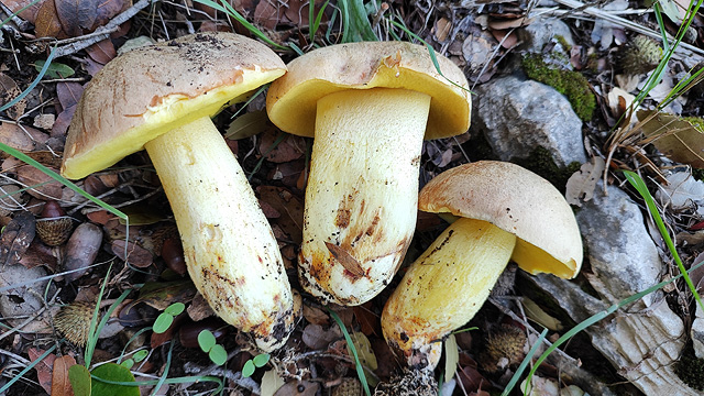 Грибной сезон в Израиле: декабрь 2025. Фотогалерея