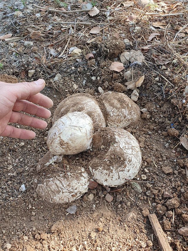 Грибной сезон в Израиле: декабрь 2025. Фотогалерея