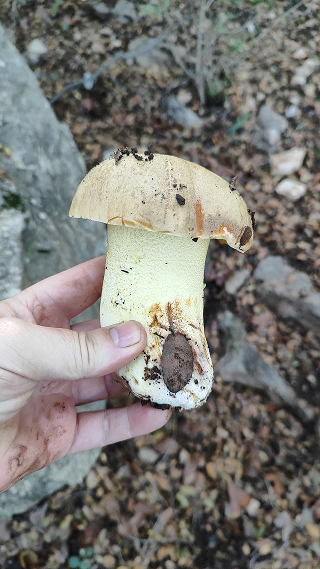 Грибной сезон в Израиле: декабрь 2025. Фотогалерея