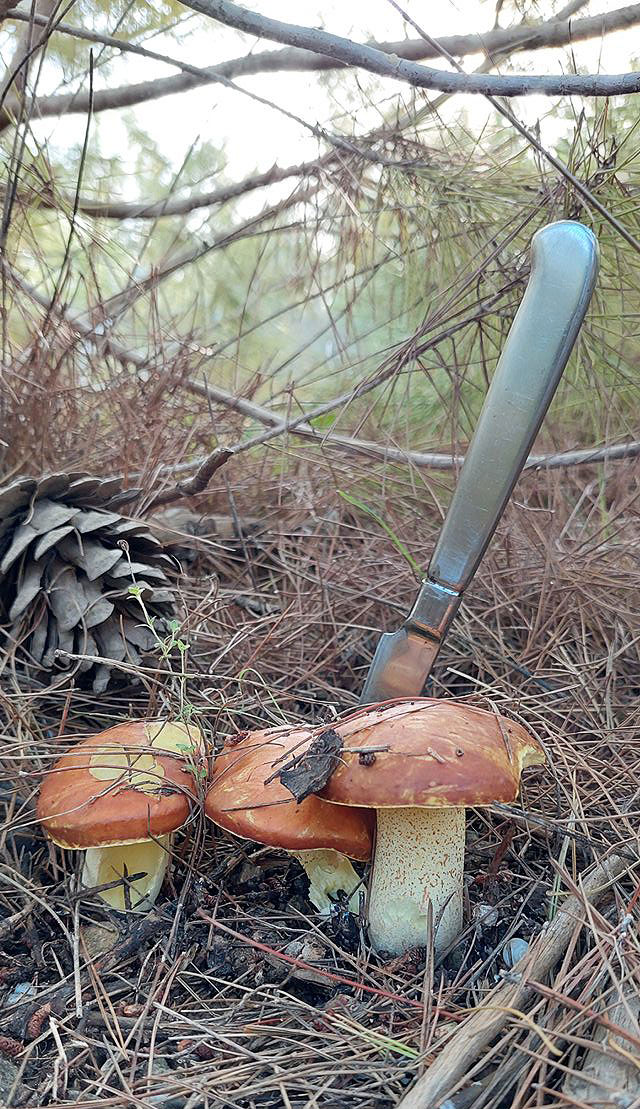 Грибной сезон в Израиле: декабрь 2025. Фотогалерея