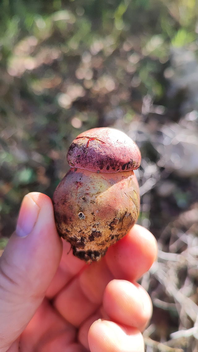 Грибной сезон в Израиле: декабрь 2025. Фотогалерея