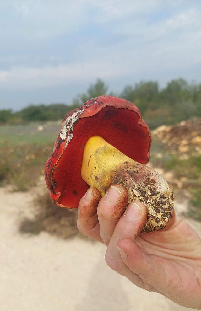 Грибной сезон в Израиле: декабрь 2025. Фотогалерея