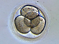 Как эмбрион и матка "договариваются" в самом начале беременности. Израильское исследование