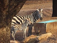 В дни праздника Ханука в "Сафари" родилась зебра: теперь их 127