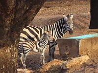 В дни праздника Ханука в "Сафари" родилась зебра: теперь их 127