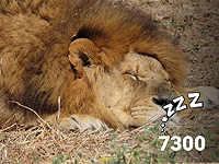 "Сафари" подводит итоги 2025 года: лев Сеэла проспал 7300 часов