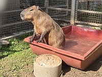 У Капибаруха появился друг: в "Сафари" поселился самец капибары Цион