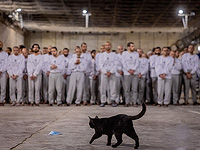 Законопроект о порядке суда над террористами "нухба" одобрен в первом чтении