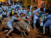 "Индийская коррида" джалликатту. Фоторепортаж