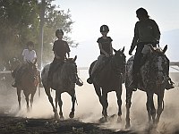 С фермы "Шломит" в Негеве украли лошадей, работавших с пациентами с ПТСР