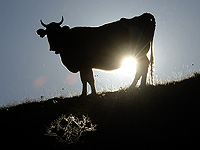 Впервые в науке задокументировано, как корова использует орудие труда