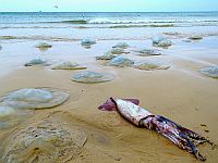 Нашествие медуз около Кейсарии. Фото
