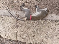 Не успели: зеленая мартышка, бродившая в районе Лода, найдена мертвой