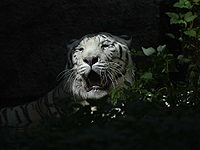 Белого тигра из приюта под Киевом перевезут в парк дикой природы в Англии