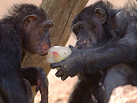 Обезьяны делятся "инсайдерскими знаниями", помогающими им находить лучшую пищу