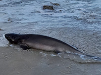 На израильском побережье впервые за 14 лет была найдена шестижаберная акула