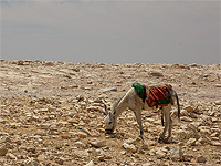 "Гаарец" заплатит пастуху за использование его фото для иллюстрации "Молодежи холмов"