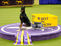 Юбилейное "вестминстерское дог-шоу" в Нью-Йорке. Фоторепортаж 2026 года
