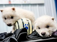 Компания, которая "воскресила" ужасного волка, создает криобанк для исчезающих животных