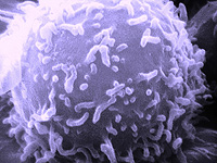 Лимфоцит — компонент иммунной системы человека. Изображение сделано с помощью сканирующего электронного микроскопа