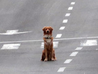 (Иллюстрация. Изображенное на фото животное не имеет отношения к теме статьи)