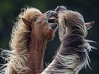 Исследование показало, что секрет ржания лошади кроется в "пении и свисте"