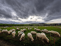 В Кафр-Касеме обломки ракеты упали на овчарню, погибли овцы