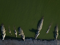 Владелец крокодильей фермы в Пацаэле требует от государства 53 млн шекелей за убитых крокодилов

