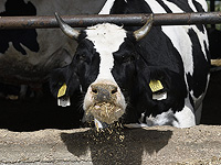 "Молочная реформа" откладывается и не будет включена в бюджет на 2026 год