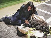 В Тверии похитили собаку, ее нашли в лесу раненой и обессиленной
