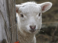 "Хонену": в Иерусалиме задержаны 14 евреев с ягнятами для жертвоприношения