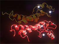 Израильские ученые нашли связь между иммунитетом и раком груди у женщин с геном "Анджелины Джоли"