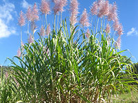 Искусственная слюна из белка сахарного тростника, защищает зубы от кислоты и кариеса