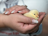 Цыплятам нравится, когда их трогают люди, исследование