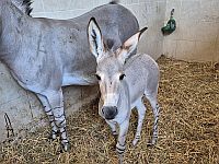 Во время войны в рамат-ганском "Сафари" родился детеныш африканского дикого осла