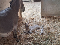 Во время войны в рамат-ганском "Сафари" родился детеныш африканского дикого осла