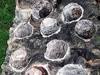 Динозавры высиживали яйца менее эффективно, чем современные птицы, исследование