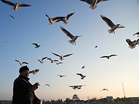 Наблюдение за птицами может помочь защитить мозг от возрастного снижения когнитивных функций