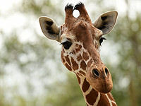 "Сафари" в Рамат-Гане из-за войны оказался на грани финансового краха