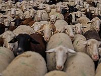 Во Франции предстанет перед судом афганец, подозреваемый в сексуализированном насилии над овцами