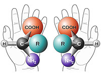 Израильские физики объяснили, почему природа отдает предпочтение одной "руке" перед другой